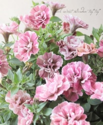 ڲ˧ꥸʥ Ȭź餭ڥ˥ꥨå غ١