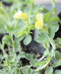 �������� �إޥ�ƥ��ॹ��