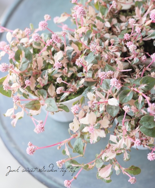 ポリゴナムご相談 楽天市場】【送料無料】ポリゴナム ヒメツルソバ 花苗 9cmポット