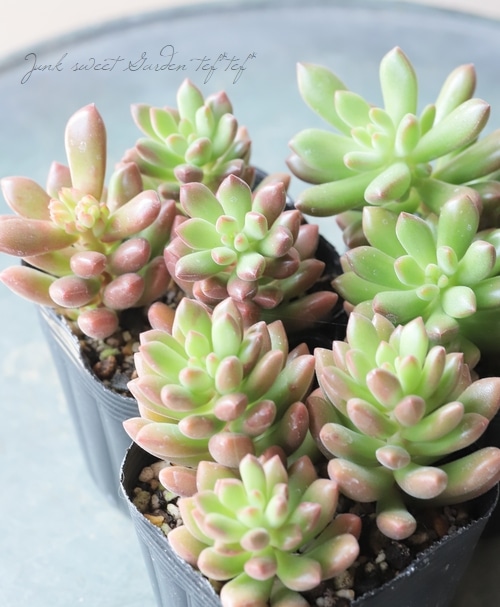 多肉植物】 『オレンジドリーム』 セダム属 | すべての商品 | | Junk