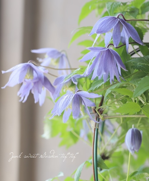 クレマチス・アトラゲネ系 『アルピナ』 | すべての商品 | | Junk