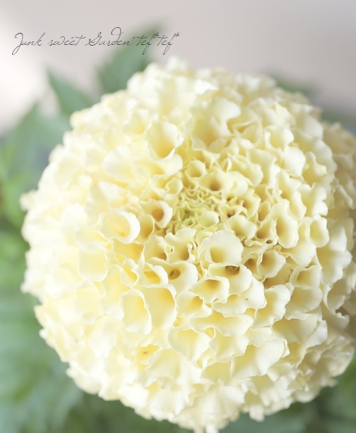 アフリカンマリーゴールド 『ホワイトゴールド』 | すべての商品