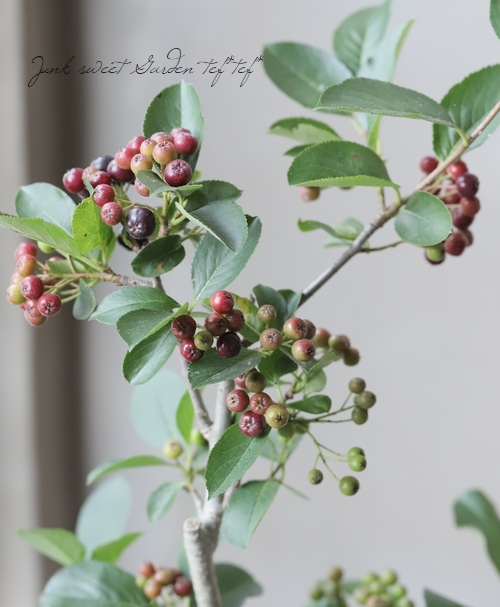 果樹 アロニア チョコベリー すべての商品 Junk Sweet Garden Tef Tef