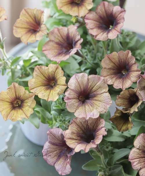 ペチュニア・妖精のチュチュ 『アンティークパープル』 松原園芸さん