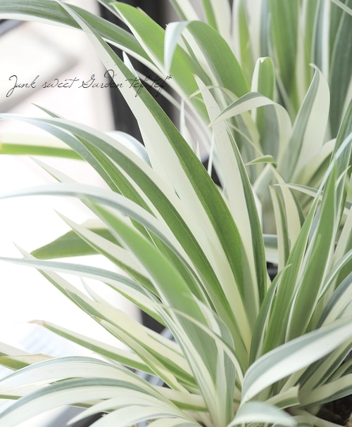 バジル 若木 緑と白の斑入り アイドル FROM JAPAN 嵐 FC 44～49 Used 2024 Kawasaki ZX-6R 40TH