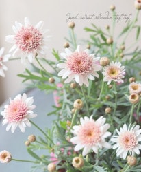 �ޡ�����å� �إ�ǥ��ե쥢��