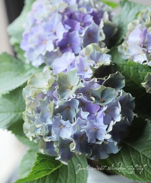 フリンジ紫陽花 サーフィン 『シーサイドブルー』 | すべての商品