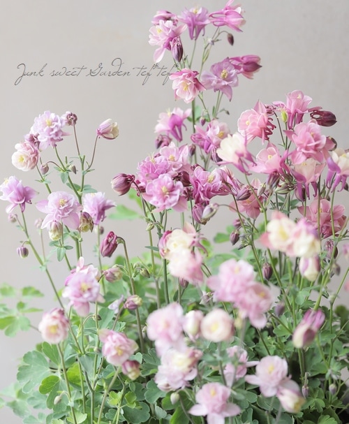 西洋オダマキ 『ローズ～ピンク系』 【Aタイプ】 | すべての商品