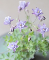 ���Υ����ޥ����ؤ����ߥ֥롼�ϡ� ��B�����ס�