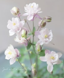 ���Υ����ޥ����إۥ磻�ȥԥ󥯷ϡ� ��C�����ס�