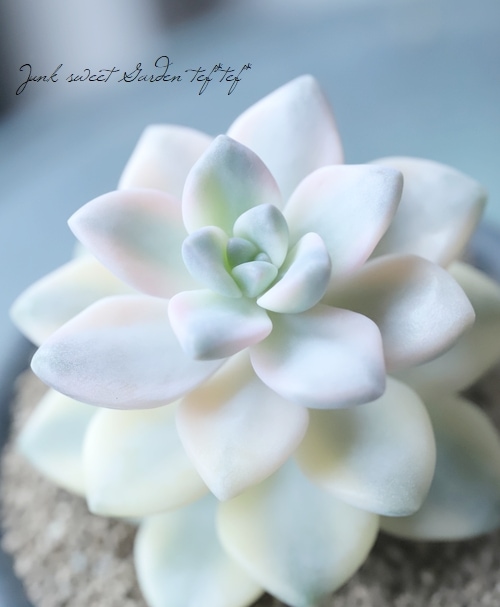 多肉植物 エケベリア 妲己（だっき）錦 新種錦 白覆輪美斑 美爪 抜き