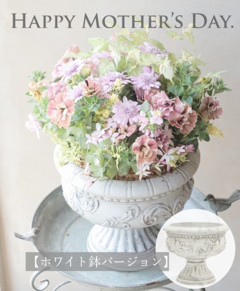 白樺の鉢植え　No.39　樹高120cm　送料込 白樺の鉢植え No.39 樹高120cm 送料込 白樺の鉢植え No.39 樹高120cm