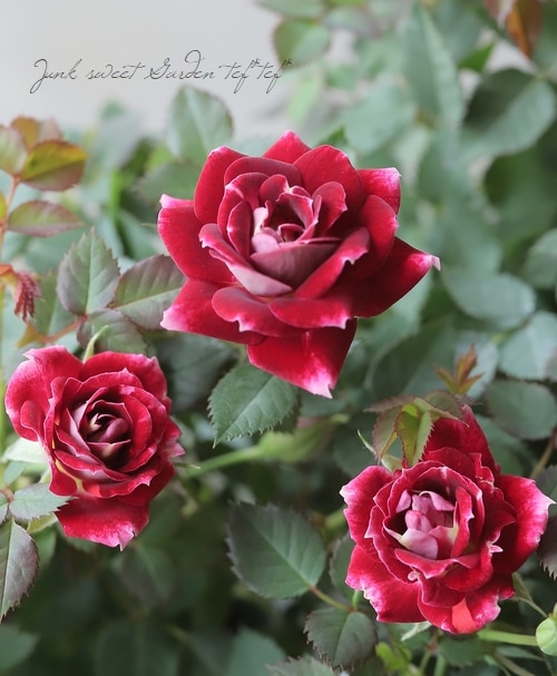 最大79 Offクーポン 予約販売 ミニバラ チェリーアイ 3号ポット バラ 薔薇 バラ苗 苗 Bry 10月下旬以降発送