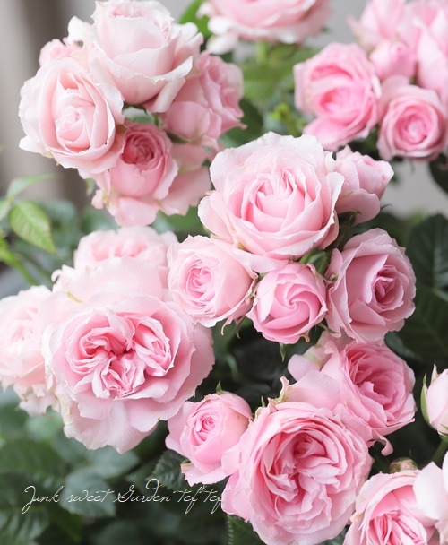 ミニバラ 『バービーコルダナ』 | すべての商品 | | Junk sweet Garden