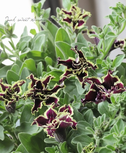 ペチュニア Viva スーパースター すべての商品 Junk Sweet Garden Tef Tef