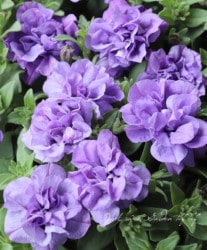 ڥ˥VIVAإȥ롼֥롼١