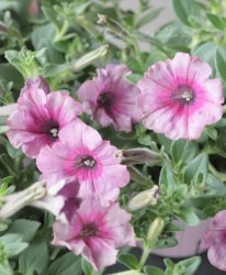 �쥢�ʼ���ܷϥڥ���˥����إ�������ӥ塼�ƥ�����