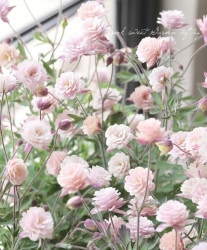 ��LUXURY SELECTION��tef*tef*���ꥸ�ʥ롪Ȭ�ź餭�����ޥ����إ��饷���륻�ԥ���