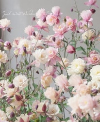 ���Υ����ޥ�����Ȭ�ť���ƥ������ԥ󥯡��ۥ磻�ȡ� ��E�����ס� �ָ太�����1������