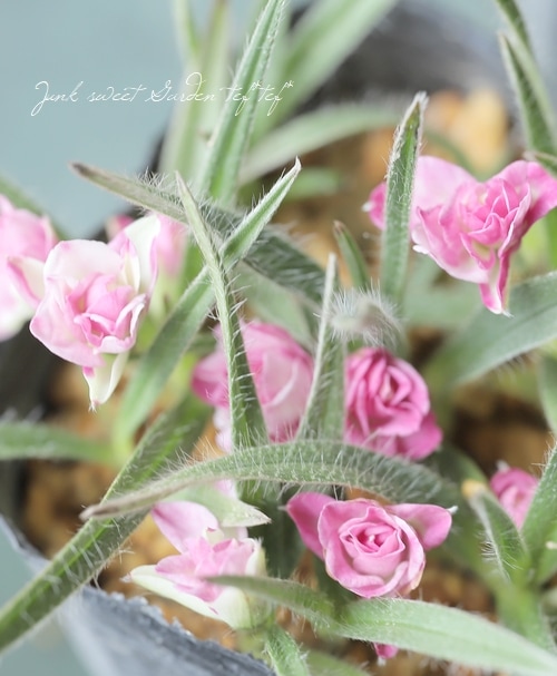 八重咲きアッツ桜 ・ロドヒポキシス 『バラ咲き』 | すべての商品