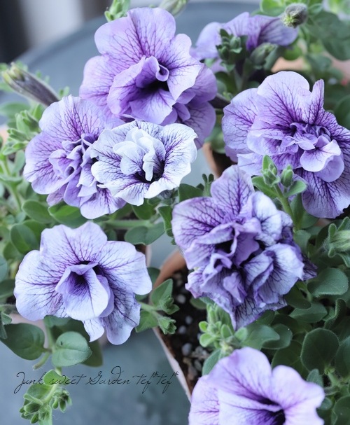 八重咲きペチュニア VIVA 『バイオレットベインimp』 | すべての商品