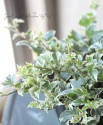 �إǥ顡�إޥ륷����