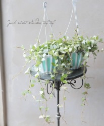 �ڴ��տ�ʪ�� ������ۥ䡦�������˥��ʡ��إ���С��١�