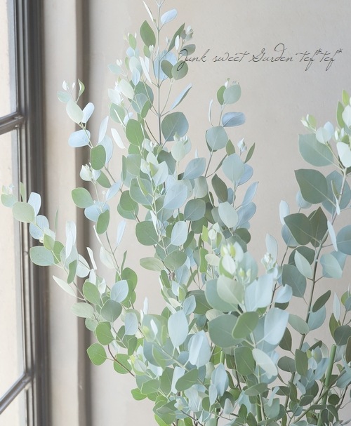 ユーカリ 『品種名不明』 ギリー？ | すべての商品 | | Junk