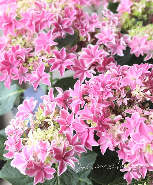 虹～紫陽花⭐ 八重咲き紫陽花 『月虹』 ピンク | すべての商品 | | Junk sweet