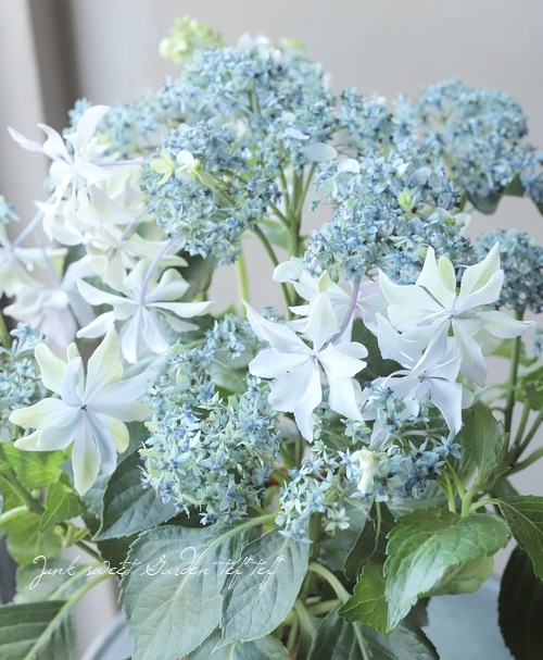 ガク紫陽花 『芽生 -メイ-』 ブルー | すべての商品 | | Junk