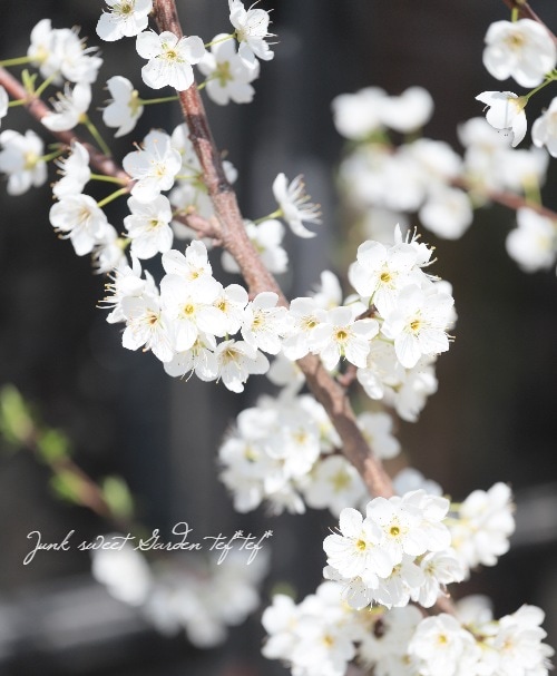 プラム 『バイオチェリー』 | すべての商品 | | Junk sweet Garden tef