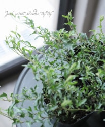 إǥ顡إץƥ١ व󥪥ꥸʥ