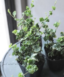 �إǥ顡�إ륷�ե����� �������व�󥪥ꥸ�ʥ�