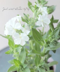 �ե��å������ɥ���ǥ� �إۥ磻�ȡ�