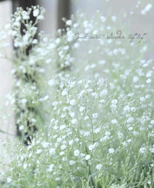 宿根カスミソウ 『ホワイト』 | すべての商品 | | Junk sweet Garden