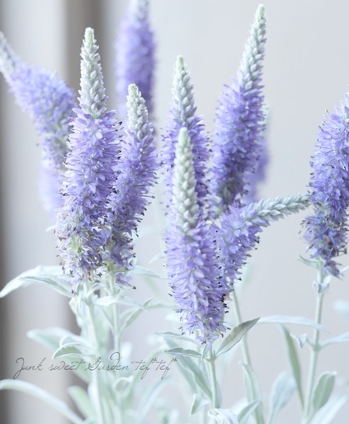 ペテンシーフシギバース　5000vt ペテンシー　ブラキオ龍樹　hアルカディアス ペテンシーフシギバース 5000vt ペテンシー ブラキオ龍樹 h