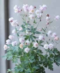 ���Υ����ޥ�����Ȭ�ť���ƥ������ԥ󥯡��ۥ磻�ȡ� ��4������å�ȭ A�����ס�