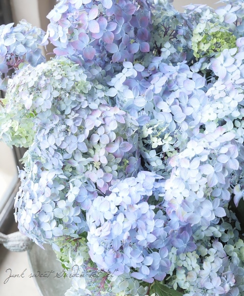 紫陽花 吉岡麗子さん】 山紫陽花 『満天星-マンテンボシ-』 希少！ 【ブルー