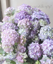 �ڵȲ���Ҥ���� �����۲֡��ؽ�ϻ�� -�����褤-�� ������