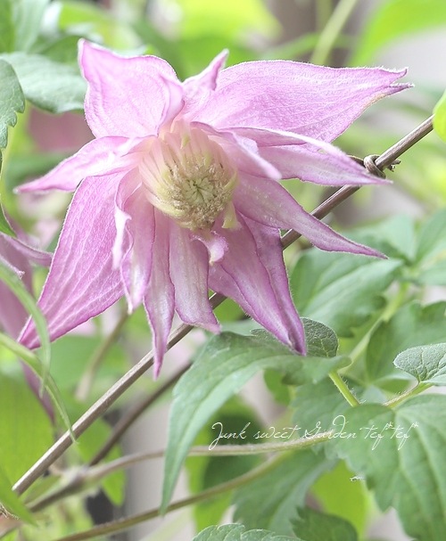 クレマチス・アトラゲネ系 『アンティークピンクパープル』 | すべての