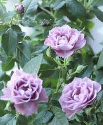 �ߥ˥Х顦�ѥ졼�ɥ��꡼�� �إ�ߡ���
