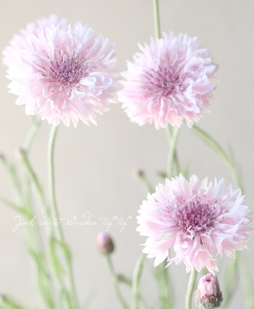 セントーレア (矢車草) 『ライトピンク』 | すべての商品 | | Junk