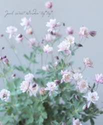 ���Υ����ޥ�����Ȭ�ť���ƥ������ԥ󥯡��ۥ磻�ȡ� ��4������å�ȭ C�����ס�