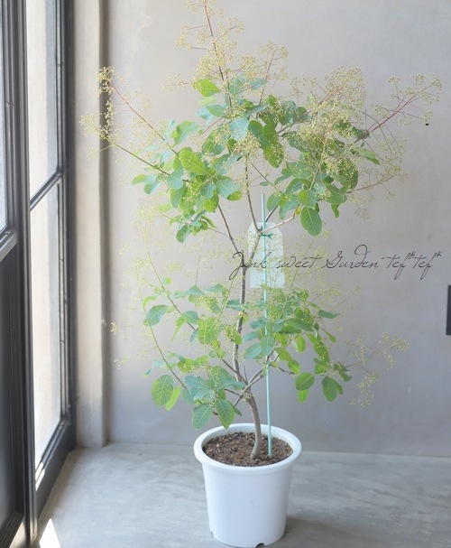 スモークツリー 『キャンディピンク』 【2】2022 | すべての商品