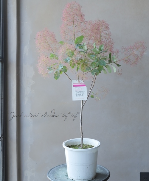 スモークツリー 『キャンディピンク』 【11】2022 | すべての商品