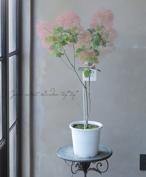 スモークツリー 『キャンディピンク』 【10】2022 | すべての商品