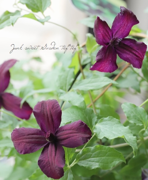 クレマチス・ビチセラ系 『ダークアイズ』 | すべての商品 | | Junk