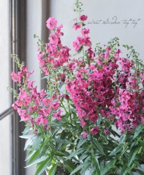 إ󥲥˥إ󥸥롦꡼åɡ