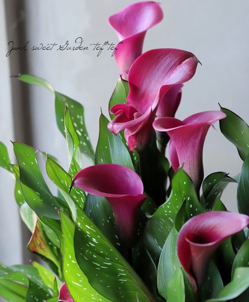 球根植物】 カラー 『トーキョー』 ワイン | すべての商品 | | Junk