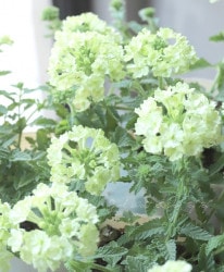 ���ܷϥС��٥ʡ���ʥ����إ��åץ륰�꡼���